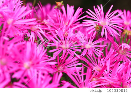 満開の松葉菊（マツバギク） 103339812