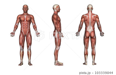 男性の筋肉図方位別一覧・モデル2（白背景） 103339844