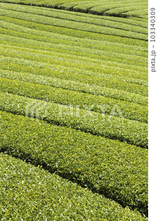 東彼杵の茶畑 東彼杵の茶畑 103340309