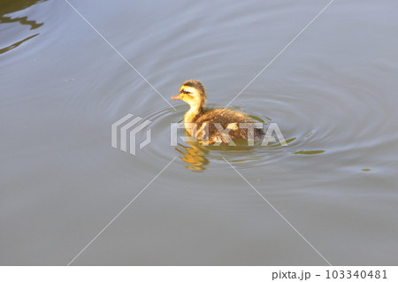 カルガモのヒナ(1羽) カルガモのヒナ(1羽) 103340481