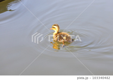 カルガモのヒナ（1羽） 103340482