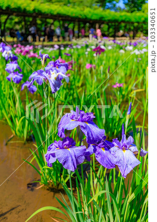 東京 足立区 しょうぶ沼公園の花菖蒲 東京 足立区 しょうぶ沼公園の花菖蒲 103340651