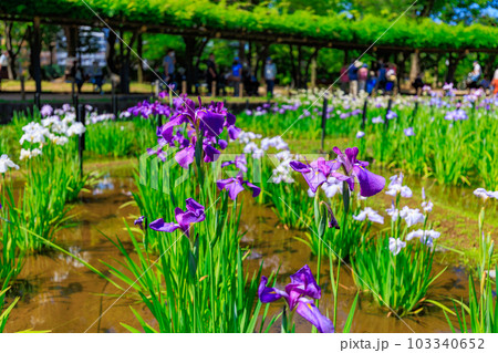 東京 足立区 しょうぶ沼公園の花菖蒲 東京 足立区 しょうぶ沼公園の花菖蒲 103340652