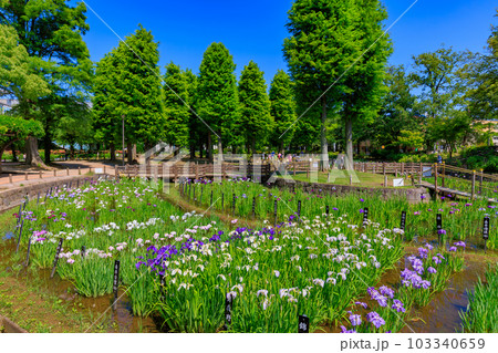 東京 足立区 しょうぶ沼公園の花菖蒲 東京 足立区 しょうぶ沼公園の花菖蒲 103340659