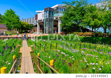 東京　足立区　しょうぶ沼公園の花菖蒲 103340661