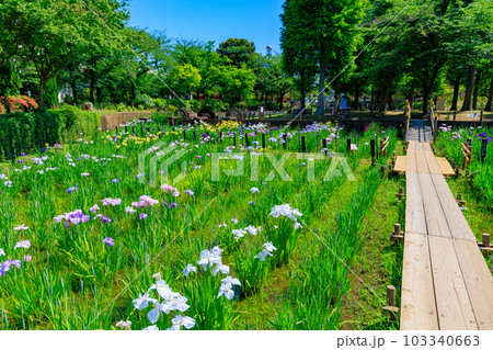 東京　足立区　しょうぶ沼公園の花菖蒲 103340663