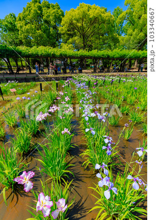 東京 足立区 しょうぶ沼公園の花菖蒲 東京 足立区 しょうぶ沼公園の花菖蒲 103340667