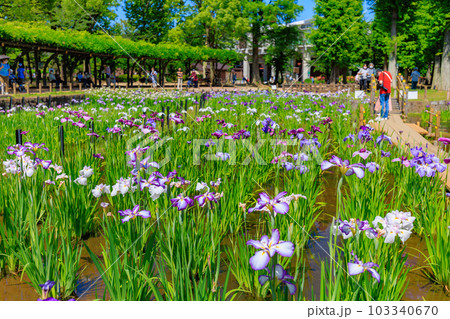 東京 足立区 しょうぶ沼公園の花菖蒲 東京 足立区 しょうぶ沼公園の花菖蒲 103340670