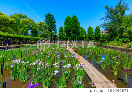東京　足立区　しょうぶ沼公園の花菖蒲 103340671
