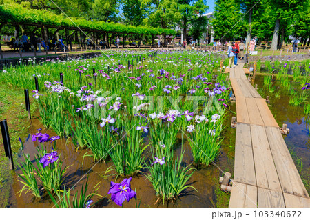東京　足立区　しょうぶ沼公園の花菖蒲 103340672