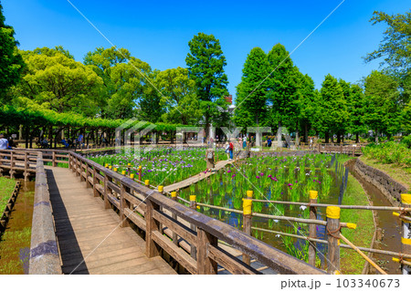 東京　足立区　しょうぶ沼公園の花菖蒲 103340673