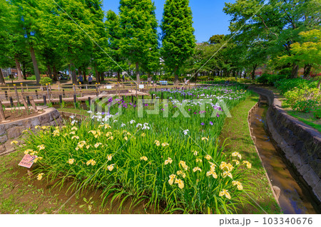東京 足立区 しょうぶ沼公園の花菖蒲 東京 足立区 しょうぶ沼公園の花菖蒲 103340676