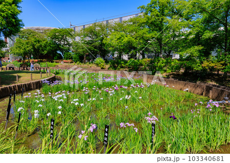 東京 足立区 しょうぶ沼公園の花菖蒲 東京 足立区 しょうぶ沼公園の花菖蒲 103340681