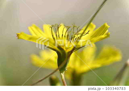 アツバジシバリ　奄美大島の海岸植物 103340783