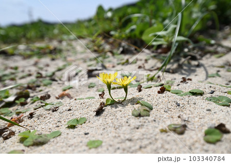 アツバジシバリ　奄美大島の海岸植物 103340784