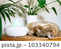 Tabby cat sleeping near home air humidifier or essential oil diffuser cleaning air and vaporizing steam up into the air. Ultrasonic technology. Taking care of health of children, plants and pets. 103340794