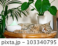 Tabby cat sleeping near home air humidifier or essential oil diffuser cleaning air and vaporizing steam up into the air. Ultrasonic technology. Taking care of health of children, plants and pets. 103340795