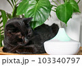 Black cat resting in home air humidifier or essential oil diffuser cleaning air and vaporizing steam up into the air. Ultrasonic technology. Taking care of health of children, plants and pets. 103340797