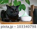 Black cat resting in home air humidifier or essential oil diffuser cleaning air and vaporizing steam up into the air. Ultrasonic technology. Taking care of health of children, plants and pets. 103340798