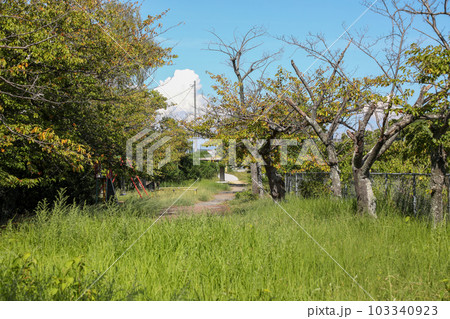 山口県　宇部市　真締川沿いの遊歩道 103340923