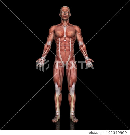 男性の全身筋肉図・モデル2・正面から(黒背景) 男性の全身筋肉図・モデル2・正面から(黒背景) 103340969