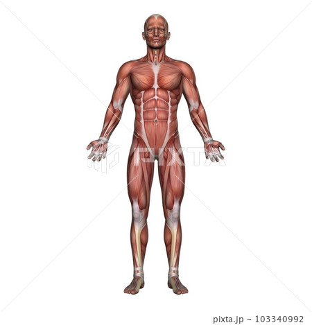男性の全身筋肉図・モデル2・正面から（白背景） 103340992