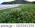 ハマボッス　奄美大島の海岸植物 103341356