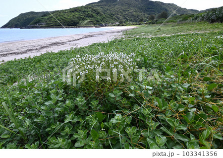 ハマボッス　奄美大島の海岸植物 103341356