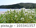 ハマボッス　奄美大島の海岸植物 103341357