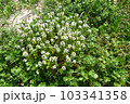 ハマボッス　奄美大島の海岸植物 103341358