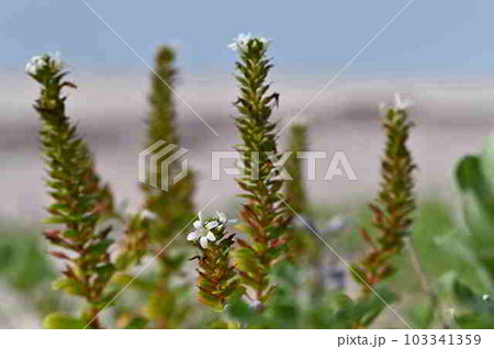 ハマボッス　奄美大島の海岸植物 103341359