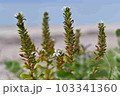 ハマボッス　奄美大島の海岸植物 103341360