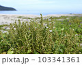 ハマボッス　奄美大島の海岸植物 103341361