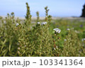 ハマボッス　奄美大島の海岸植物 103341364