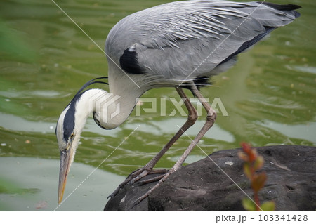 水辺のアオサギ 103341428
