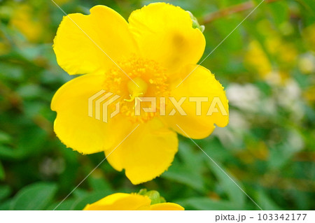 輝く黄色のキンシバイをアップ 103342177