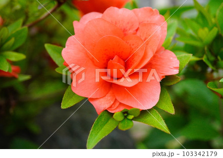 オレンジ色のサツキのアップ 103342179