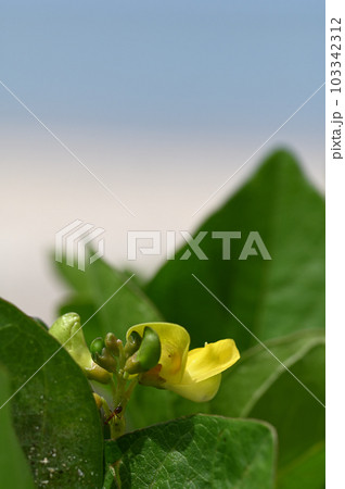 ハマアズキ　奄美大島の海岸植物 103342312