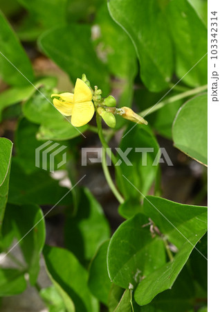 ハマアズキ　奄美大島の海岸植物 103342314