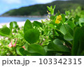 ハマアズキ　奄美大島の海岸植物 103342315