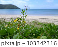 ハマアズキ　奄美大島の海岸植物 103342316