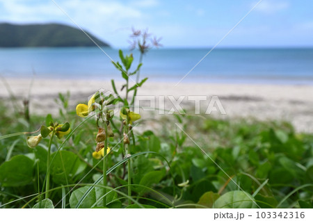 ハマアズキ　奄美大島の海岸植物 103342316