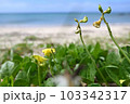 ハマアズキ　奄美大島の海岸植物 103342317