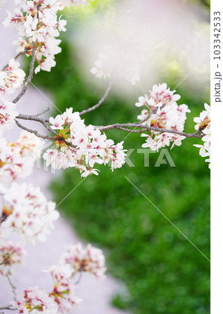 京都の白川疎水道の桜並木のアップ 103342533