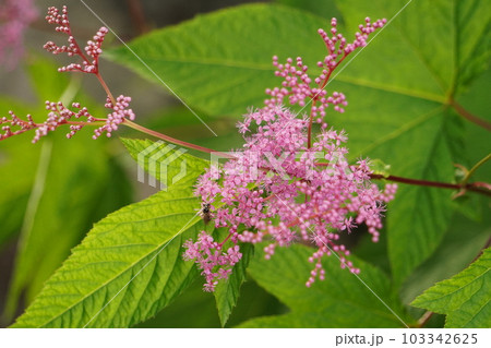 京鹿子の花 京鹿子の花 103342625