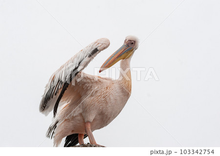 Pelican in Walvis Bay Pelican in Walvis Bay 103342754