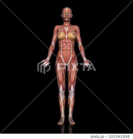 女性の全身筋肉図・モデル2・正面から（黒背景） 103342898