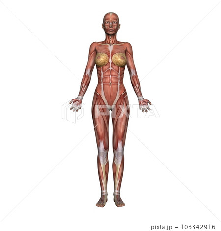 女性の全身筋肉図・モデル2・正面から（白背景） 103342916