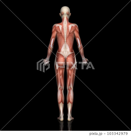女性の全身筋肉図・モデル2・背面から（黒背景） 103342979