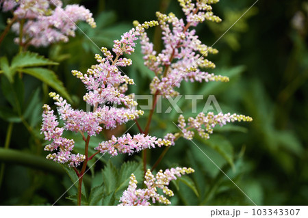 アスチルベ（泡盛草） 103343307